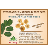 Pterocarpus Marsupium (Vengai) Tree Seed 100 grams